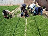 科技育苗种青椒-拍摄于屯留县农业合作社-田迎辉摄