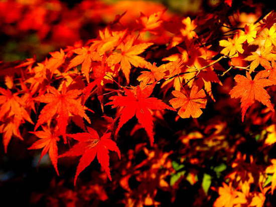 秋日红叶的拍摄技巧漫谈